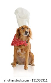 Dog Chef