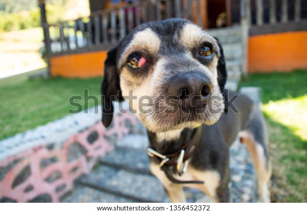 Dog with cherry eye\
(common term for a prolapse of the third eyelid (nictitating\
membrane) of dogs.)