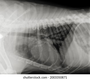 Dog Chest Xray Heart Lungs Thorax Stock Photo 2003350871 | Shutterstock