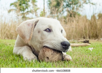 
Dog Chew Toys Lying On The Front Lawn So Cute.