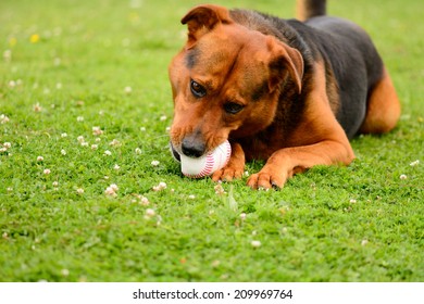 Dog Chewing Baseball