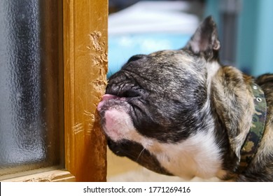 Dog chewing a house door , closeup , dog bad behavior concept