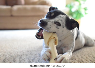 Dog Chewing On Dog Bone