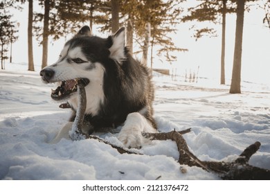 Dog Chewing A Stick Winter Street Husky Dog Walk Pet