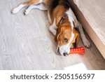 Dog chewing toy on wooden floor at home.