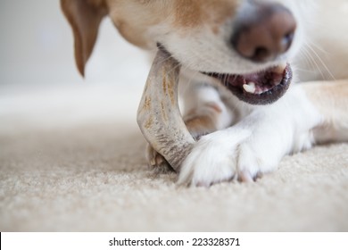 Dog chews antler/bone - Shutterstock ID 223328371