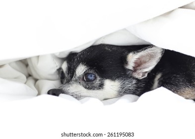 Dog Chihuahua Hiding Under The Quilt On The Bed