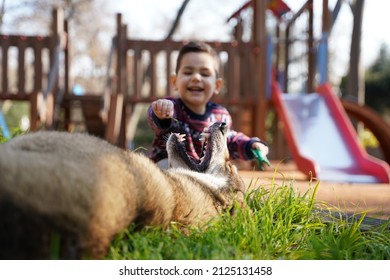 dog and child. dog showing teeth