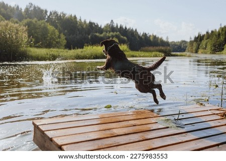 dog chocolate labrador retriever jumps into lake from pier, pet in flight over water. waterfowl animal dives and has fun in nature. relax and walk with hound in park. happy host and nursling