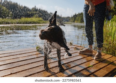 dog chocolate labrador retriever shakes off after jumping into lake from pier, pet waterfowl animal dives and has fun in nature. relax and walk with hound in park. happy host and nursling - Powered by Shutterstock