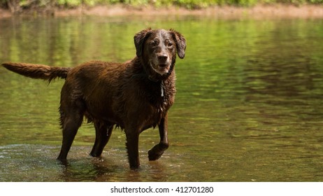 14,825 Chocolate Labrador Retriever Images, Stock Photos & Vectors ...