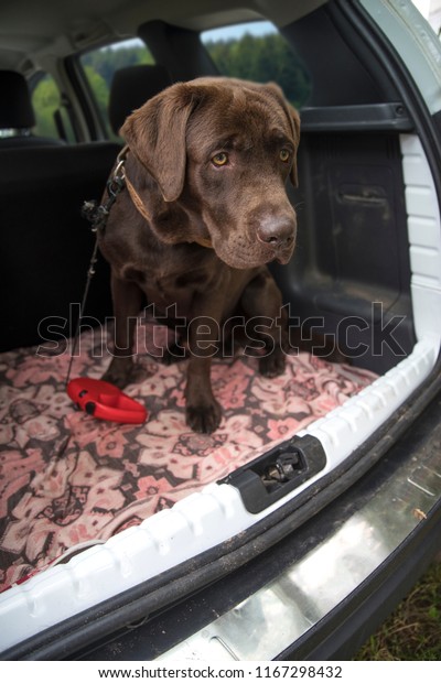 dog\
chocolate labrador traveling in the trunk of a\
car