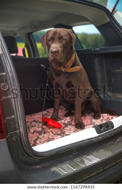 dog\
chocolate labrador traveling in the trunk of a\
car