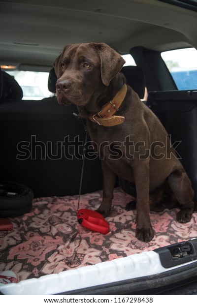 dog
chocolate labrador traveling in the trunk of a
car