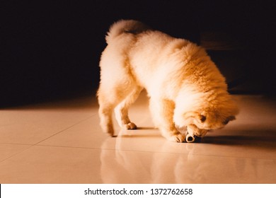 Dog (Chow Chow) Playing With A Bone Toy Alone At Home. Dark Scene. 