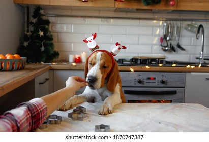 Dog In Christmas Decorations At Home In The Kitchen Takes A Treat From The Hands Of The Owner