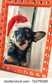 A dog in a Christmas hat.