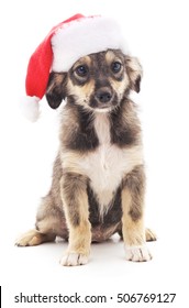 Dog In Christmas Hat Isolated On A White Background.