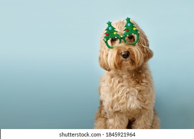Dog With Christmas Tree Glasses
