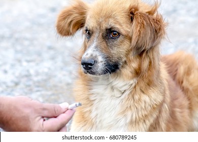 Dog And Cigarette