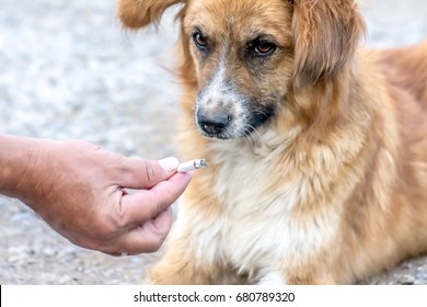 Dog And Cigarette