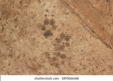 Dog Claw Footprints On Concrete Floor