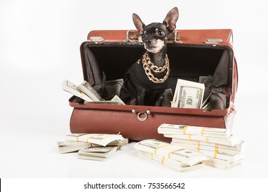 The Dog Climbed Into The Bag With The Money. A Rich Dog.