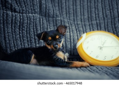 dog and Clock