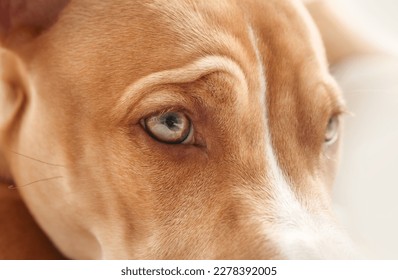 Dog close up with focus on eye. Cute puppy dog face frowning with wrinkles. Eyesight or eye vision for dogs concept. 6 month old, female Boxer Pitbull mix dog, brown or fawn. Selective focus.