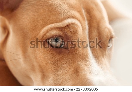 Dog close up with focus on eye. Cute puppy dog face frowning with wrinkles. Eyesight or eye vision for dogs concept. 6 month old, female Boxer Pitbull mix dog, brown or fawn. Selective focus.