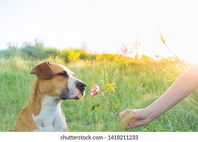 Dog With Closed Eyes Enjoys Sniffing A Flower In The Field. Human Gives A Cute Puppy A Wild Rose  Outdoors, Owner And Pet Bond Concept.