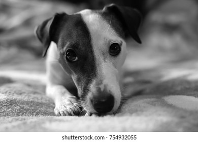 Dog Close-up Black And White Photo