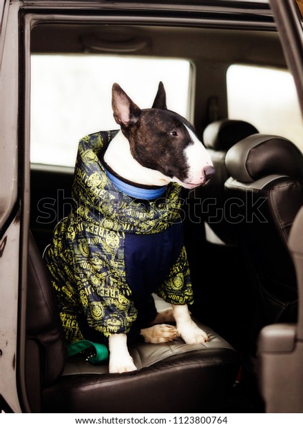 Dog in clothes in the\
car