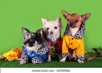 Dog Clothes, Coveralls, Dress. Pet Products