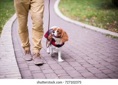 Dog in clothes walking with man in the park
