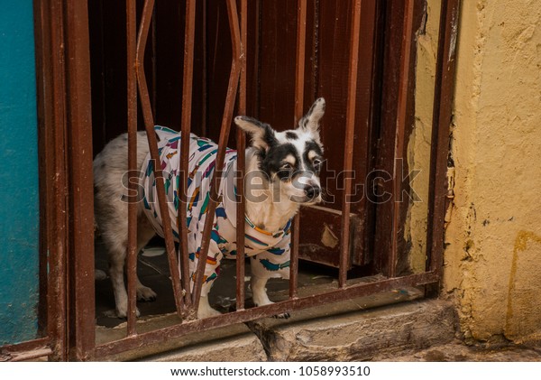 Dog clothing peeking out from the lattice house.\
Havana. Cuba