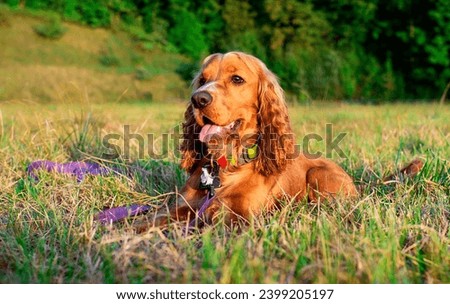 A dog of the cocker spaniel breed is lying on its side on the lawn. The dog breathes through its mouth and shows its tongue. Hunter. The dog is resting. The photo is blurred.