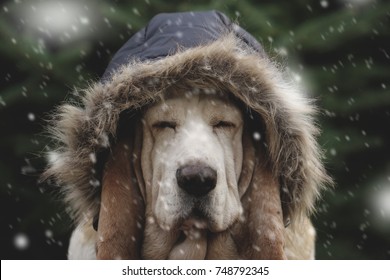 Dog In Cold Snow