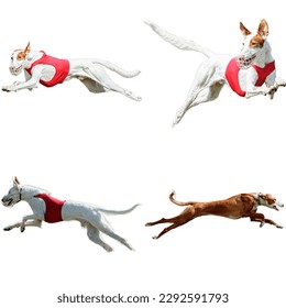 Collage perros corriendo atrapando