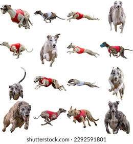 Dog collage running catching hunting straight on camera isolated on white background at full speed on competition