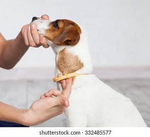 Dog Collar Against Fleas And Ticks. Pet