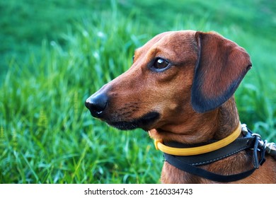 Dog collar against ticks and fleas. Dog with a yellow collar against ticks and fleas on a green grass background