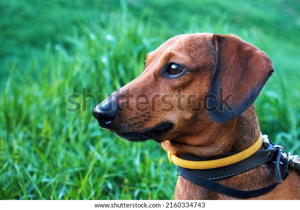 Dog collar\
against ticks and fleas. Dog with a yellow collar against ticks and\
fleas on a green grass\
background
