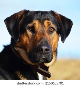 dog in a collar dog's muzzle guard - Shutterstock ID 2150655701