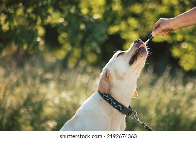 Dog With A Collar And A Leash Licking A Pipette With CBD Oil Held Out By A Female Hand