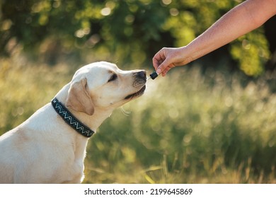 Dog With A Collar And A Leash Licking A Pipette With CBD Oil Held Out By A Female Hand