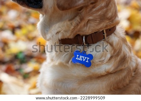 Dog in collar with metal tag outdoors, closeup