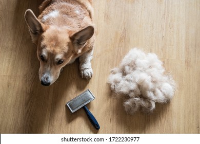  Dog comb and brush for dog hair