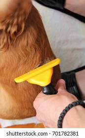 Dog combing.