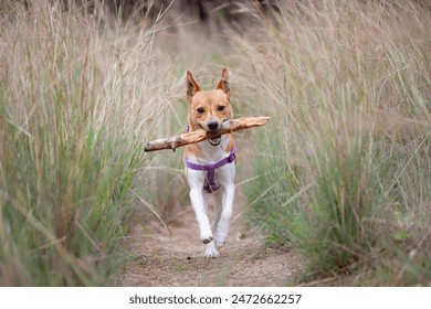 Dog coming down a hallway of tall grass with a stick in his mouth - Powered by Shutterstock